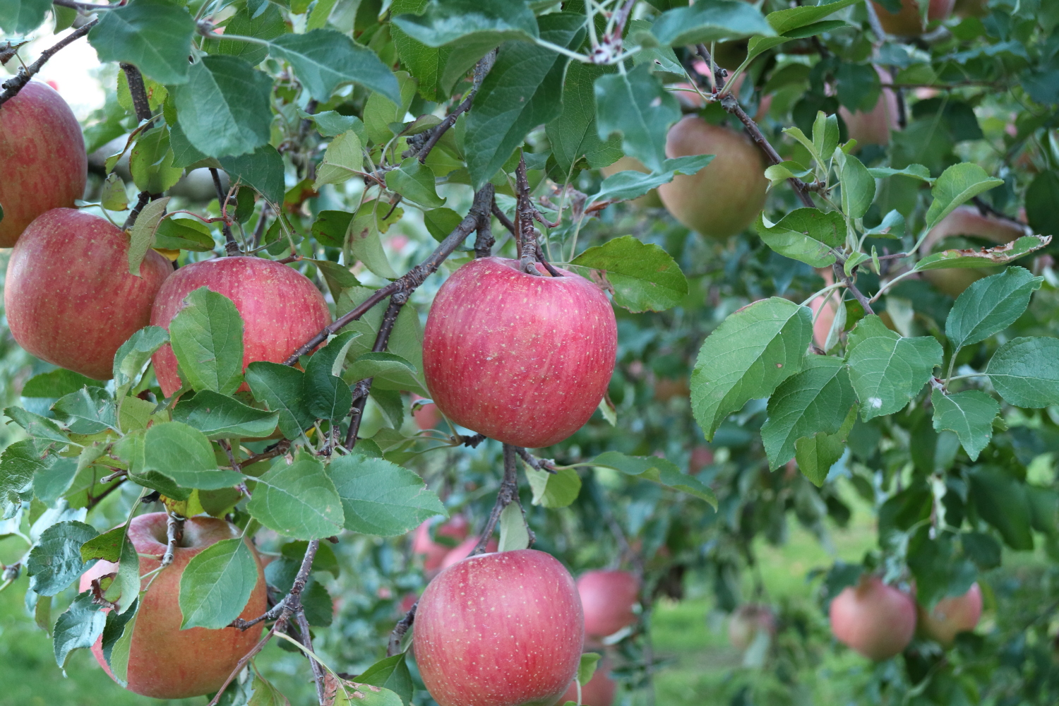 信州長野県リンゴ農園ネット注文